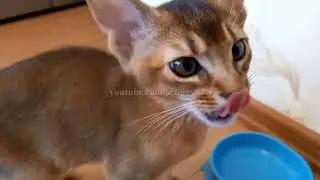 Abyssinian Kitten is eating delicious chicken