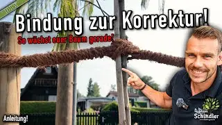 So richtest du einen schiefen Baum gerade &ndash; Anleitung zur richtigen Bindung