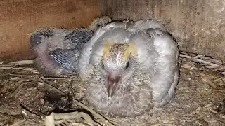 How Pigeon Babies Developed Health Problems