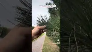Invasive pine tree species in the USA Pinus nigra