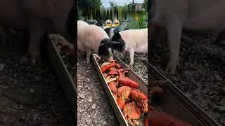 Homemade low cost pig feed/Easiest to cook/no waste/asmr
