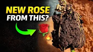 Grow New Roses From One Branch &ndash; Air Layering Secret!