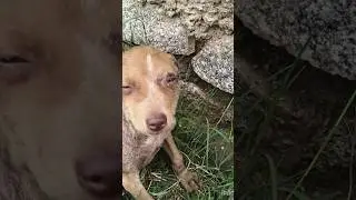 help street animal #feedingstreetdogs #animalaffection #animals