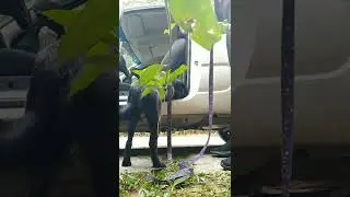 C&atilde;o com medo de entrar no carro (dog afraid to get into the car)