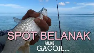 Serunya mancing ikan BELANAK UMPAN KUE !!! Cara mudah  memancing belanak di tebar umpan dulu