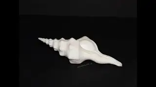 Раковина Фусинус ундатус (Fusinus undatus)