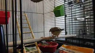 Finch Groove