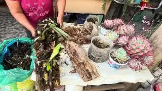 Vamos a recuperar y poner las orquídeas,en palitos de su habita natural