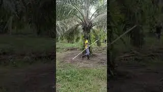 como cortar con malayo palma africana