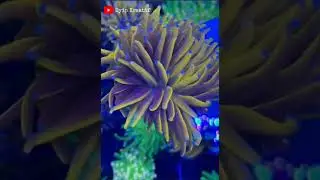 euphyllia glabrescens banana tip blue, torch coral