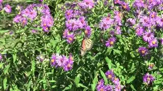 Pollinators on New England Aster