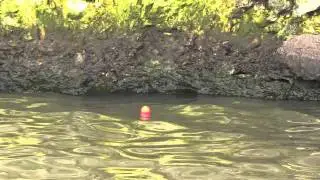 Catch a catfish 45 SECONDS with Sudden Impact Bait!