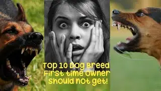 Top 10 dog breed that first time owners should not get! #dogs #dogbreed #doglover #guarddog