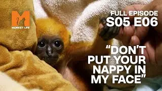 Baby Mikado Was Orphaned | Season 5 Episode 6 | Full Episode | Monkey Life