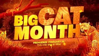 Big Cat Month | National Geographic