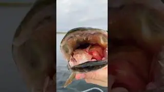 Razor sharp teeth 😱 #fishing #fish #animals #pike #brochet #hauki #snoek #パイク