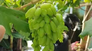 Anggur import dixon vs jupiter mana yang terbaik ? (rasa, ukuran buah, kematangan dan kegenjahan).