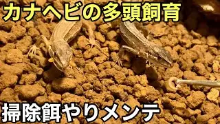 カナヘビの餌やり掃除メンテまた卵を産みました【爬虫類】