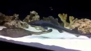 GRAY SMOOTH HOUND SHARKS IN 200 GALLON AQUARIUM