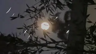 Izaya Tiji Type Beat (Nature, Ambient, Ethereal, ASMR, Subliminal)