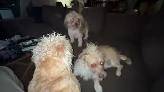 No naps for dad