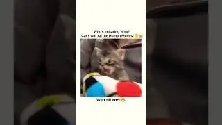 This Cat Imitates Its Owner and It&rsquo;s Hilariously Spot-On! 🐱😂 #shorts #funny