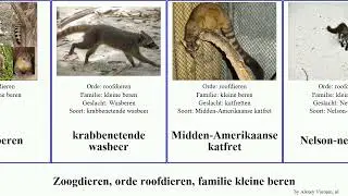 Zoogdieren, orde roofdieren, familie kleine beren mammal slankbeer Neusberen kinkajoe Procyonidae