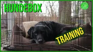 Hundebox - Training, So geht´s richtig.