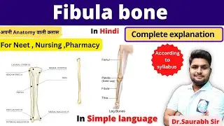 Anatomy of Fibula | parts | side determination| functions | BSc Nursing, GNM, NEET Students