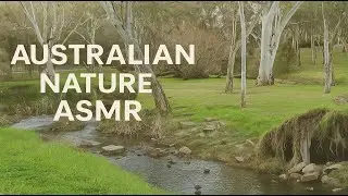 Australian Nature ASMR | Ducks, Water & Birds at Linear Park (17 Min)