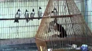 Part 2 - First Class Mutant Baby.mp4