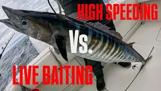 WAHOO FISHING! High speed trolling or live bait? 