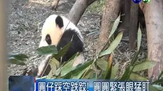 怕圓仔玩耍摔傷 圓圓緊盯累癱了!