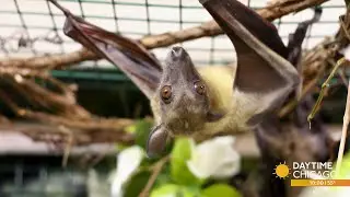 Bat Appreciation Month: Myths & Facts