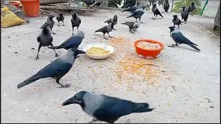 Crow Bird fight Video | Crow Bird Unity Anger and sound | Crows fight with Wild birds for food P294