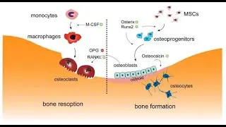Physiology of Bone turnover ; Bone resorption, Bone Formation, Coupling Mechanism