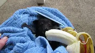 Frightened Master Dell Chomps His Banana Despite Marauding Bat Flies