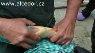 ALCEDOR - uměl&eacute; v&yacute;těry Koi 2012