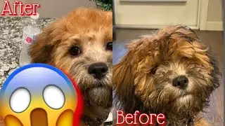 Our Shih poo FIRST EVER GROOMING 😱🐶❤️