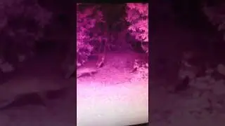 Urban Foxes East Belfast with Rabbit? Very Short Clip