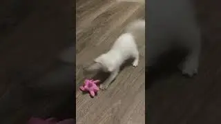 Kitten Haku Playing with a toy!