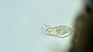 Pyxicola carteri