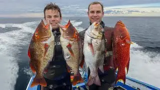 Incredibly BEAUTIFUL fish! Red Throat, Grassy & Spangled Emperors - Fish in Focus for Spearfishing.