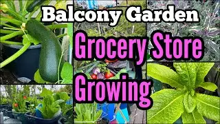 Container Gardening Growing Tomatoes Lettuce Cilantro Zucchini & Vegetables in Small Space Balcony