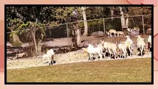 Six Flags Great Adventure Safari Part2