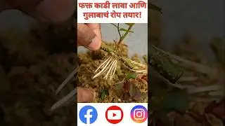 फक्त काडी लावा आणि गुलाबाचं रोप तयार! Rose Cutting Method #rose #agriculture #shorts #viral