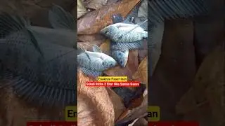 enaknya Main Paser ikan triple Strike Gaess #pasermania #paserikan #paserikansenapanangin
