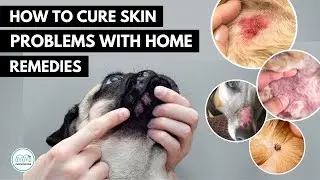 Как лечить 5 кожных инфекций у собак 🐕 домашними средствами.