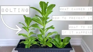 BOLTING In Lettuce [What Causes It - How to Prevent It - What To Do If It Happens]