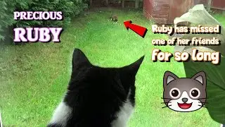 Ruby The Cat's Reaction to Another Cat in the Garden | Precious Ruby